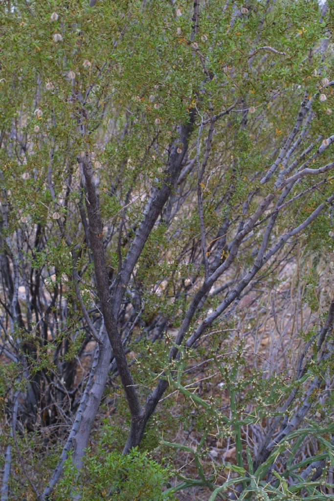 Image of creosote bush