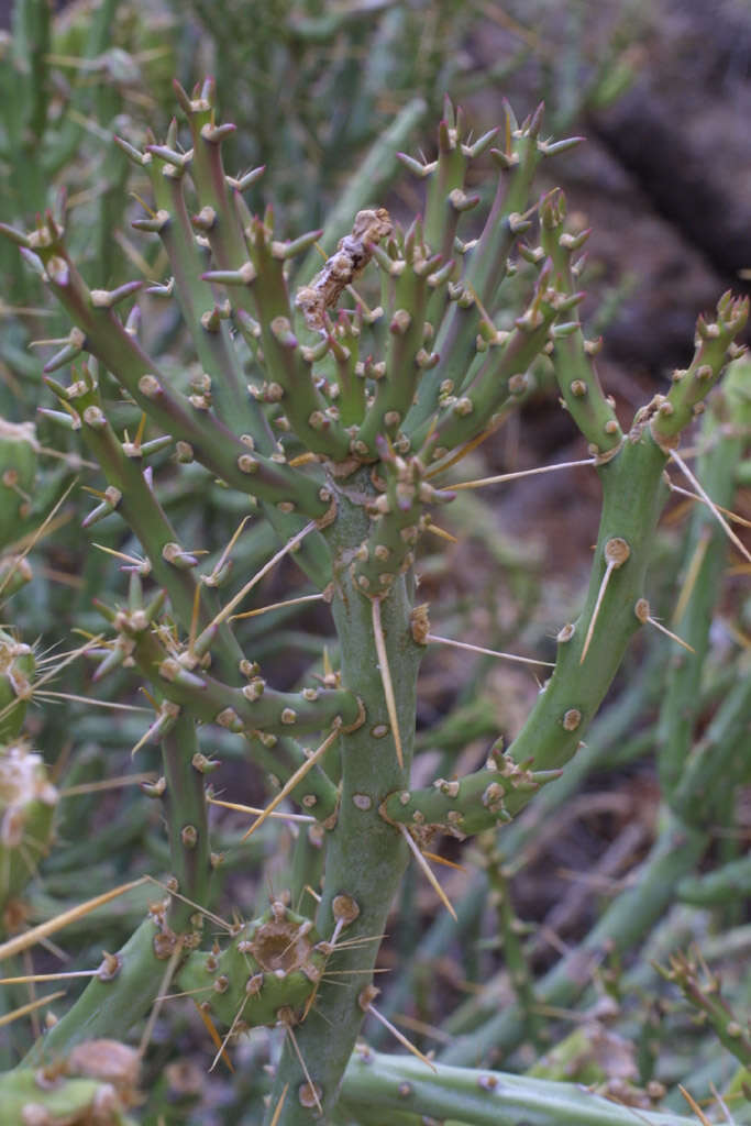 Image of Chollas