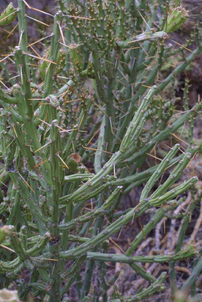 Image of Chollas