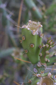 Image of Chollas