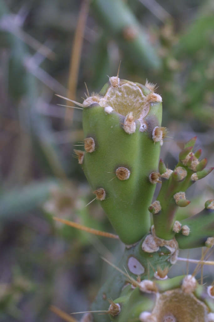 Image of Chollas