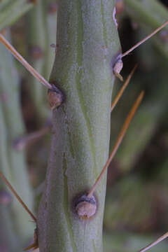 Image of Chollas