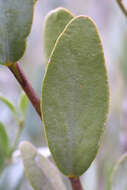 Image of Caryophyllales