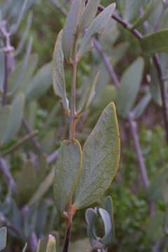 Image of jojoba family