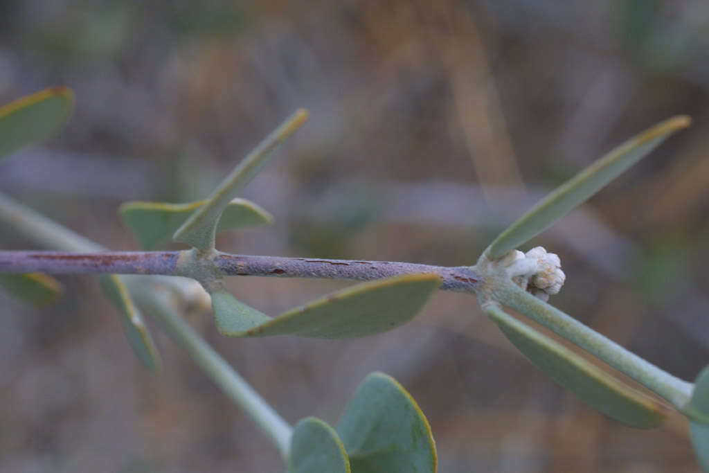 Image of jojoba family