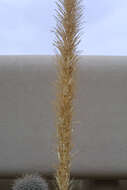 Image of sotol