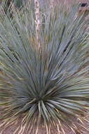 Image of sotol