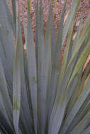 Image of sotol