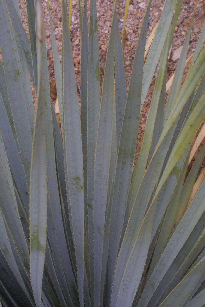 Image of sotol