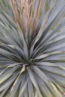 Image of sotol