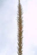 Image of sotol