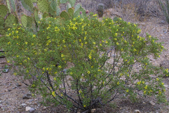 Image of creosote bush