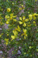 Image of creosote bush