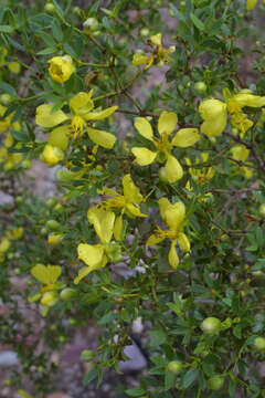 Image of creosote bush