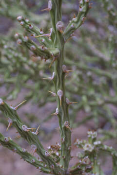 Image of Chollas