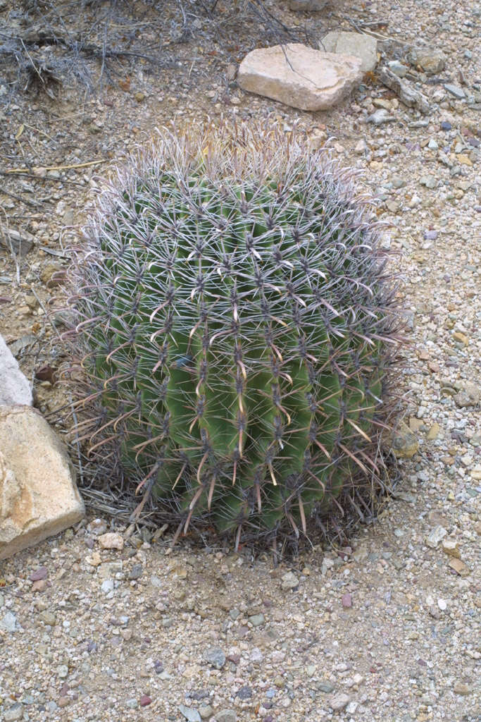 Image de Ferocactus