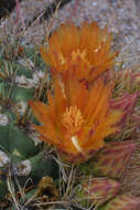 Image de Ferocactus