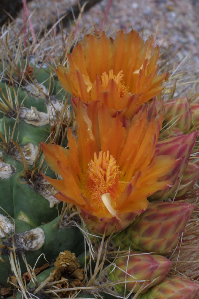 Image de Ferocactus