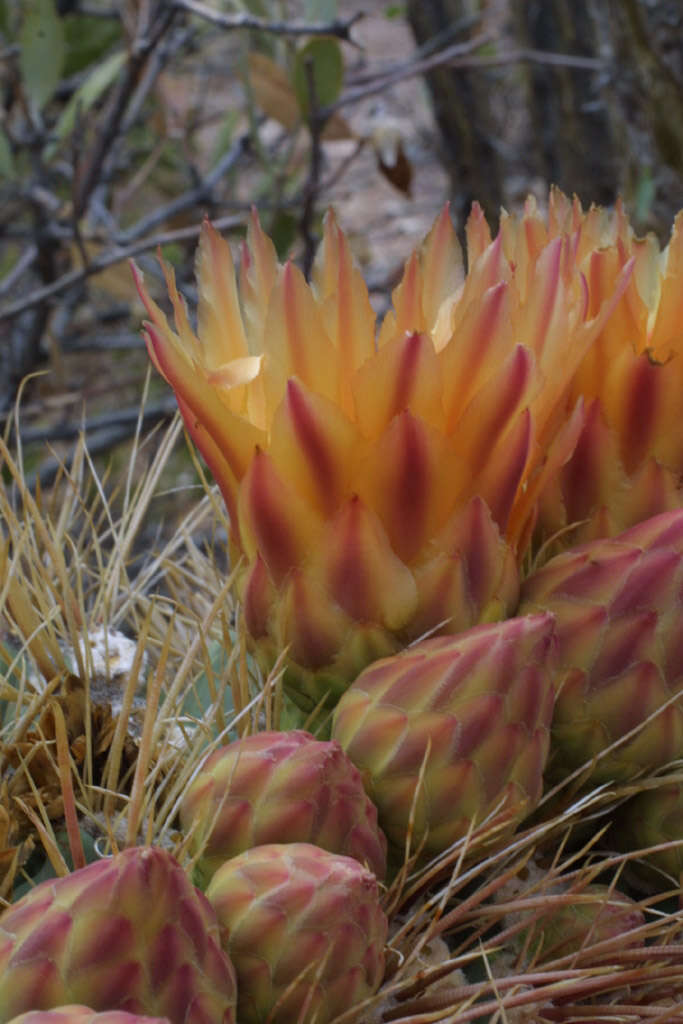 Image de Ferocactus