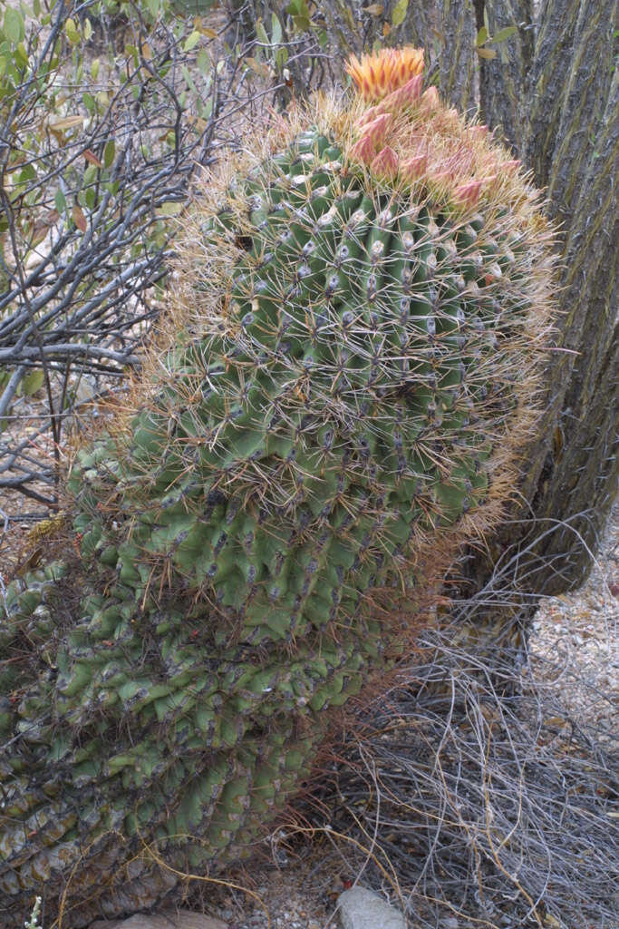 Image de Ferocactus