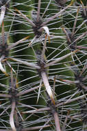 Image de Ferocactus