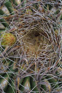 Image de Ferocactus