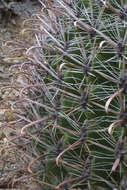 Image de Ferocactus