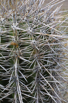 Image of saguaro