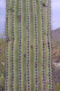 Image of saguaro