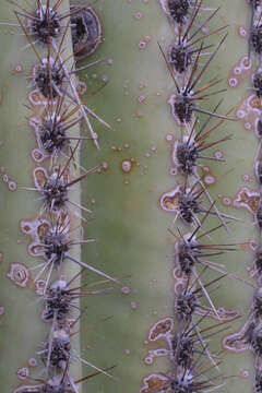 Image of saguaro