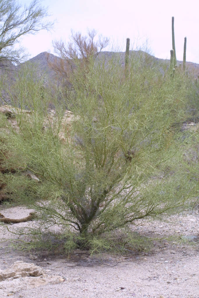 Image of yellow paloverde