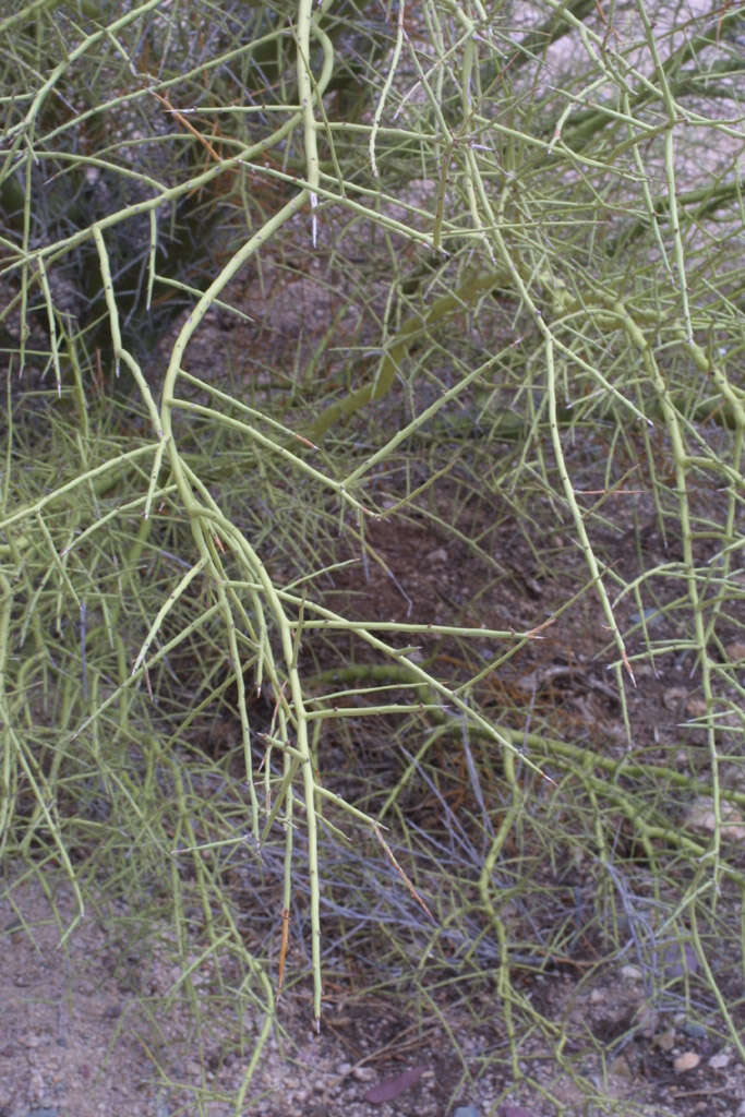 Image of yellow paloverde