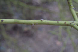 Image of yellow paloverde