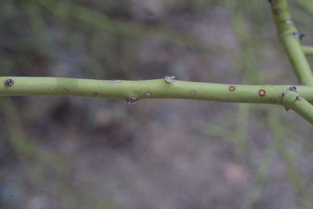 Image of yellow paloverde