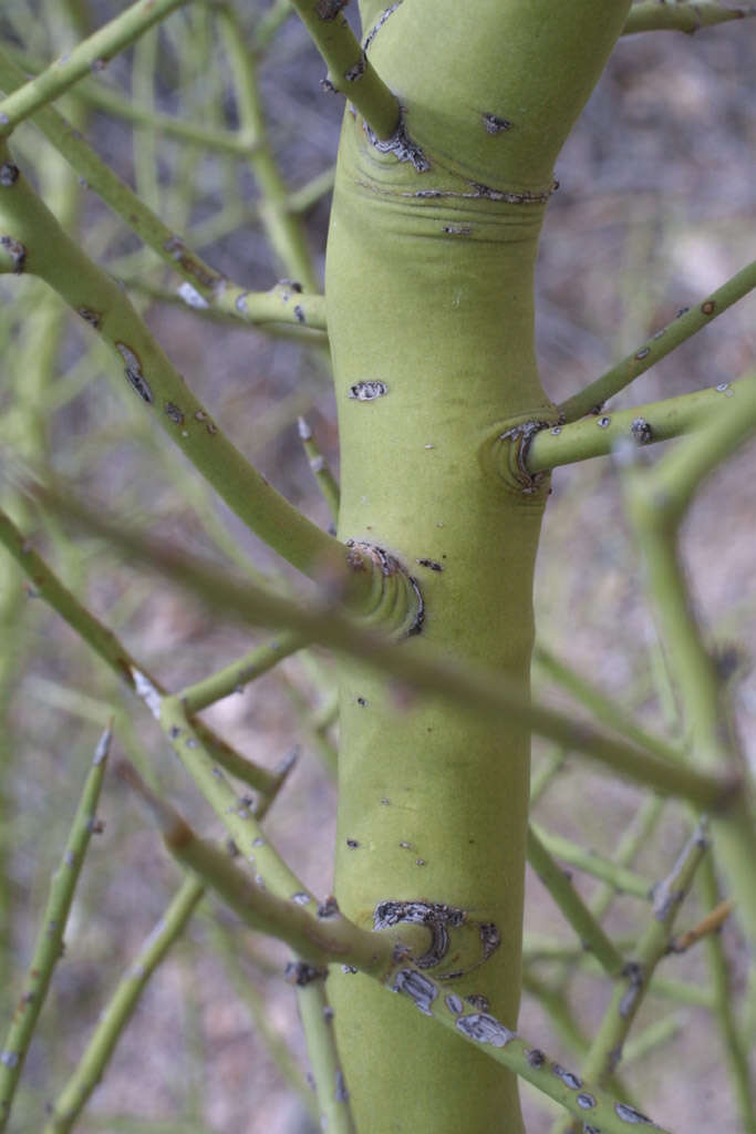 Image of yellow paloverde