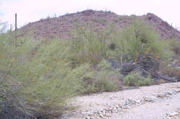 Image of yellow paloverde