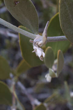 Image of jojoba family