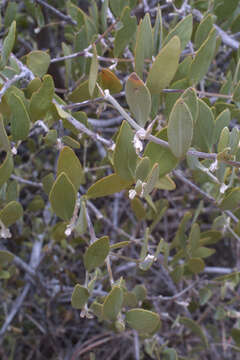 Image of jojoba family