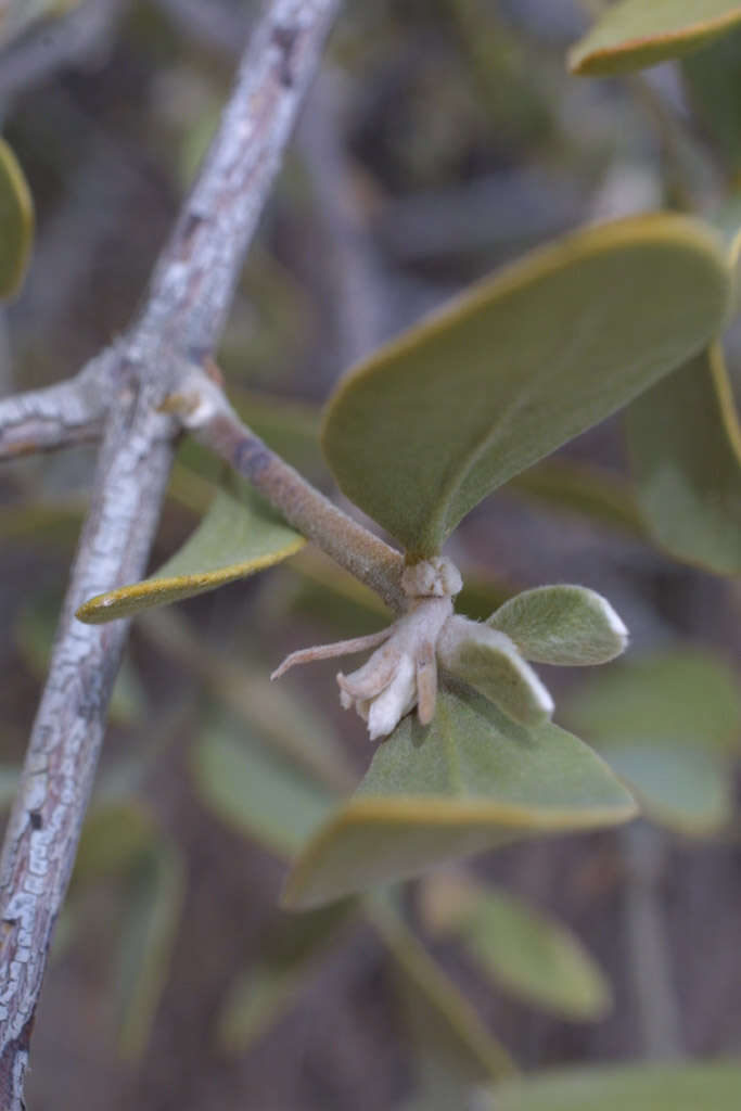 Image of jojoba family