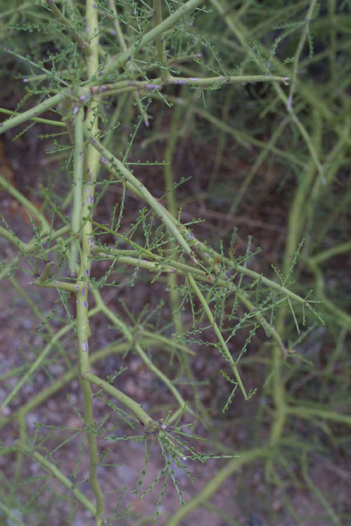 Image of yellow paloverde