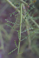 Image of yellow paloverde