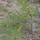 Image of honey mesquite