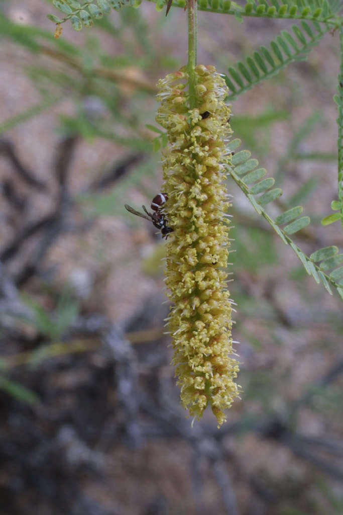 Image of mesquite