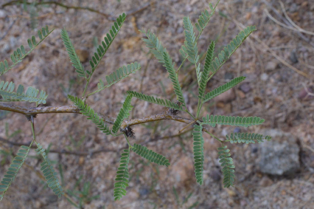 Image of mesquite