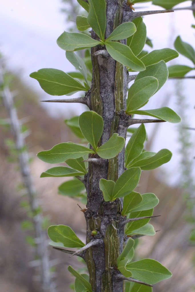 Image of ocotillo