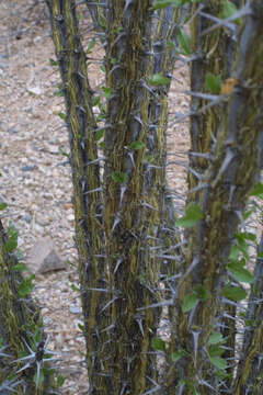 Image of ocotillo