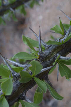 Image of ocotillo