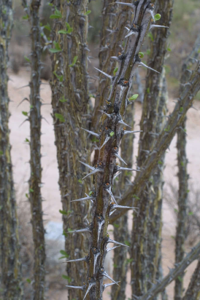 Image of ocotillo