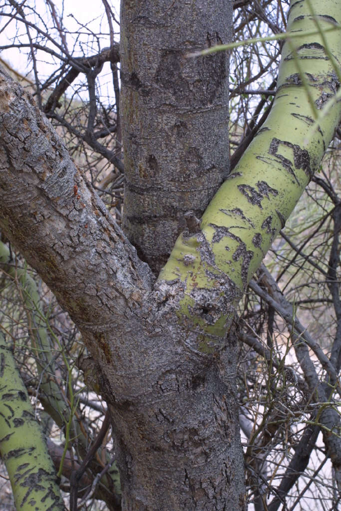 Image of yellow paloverde