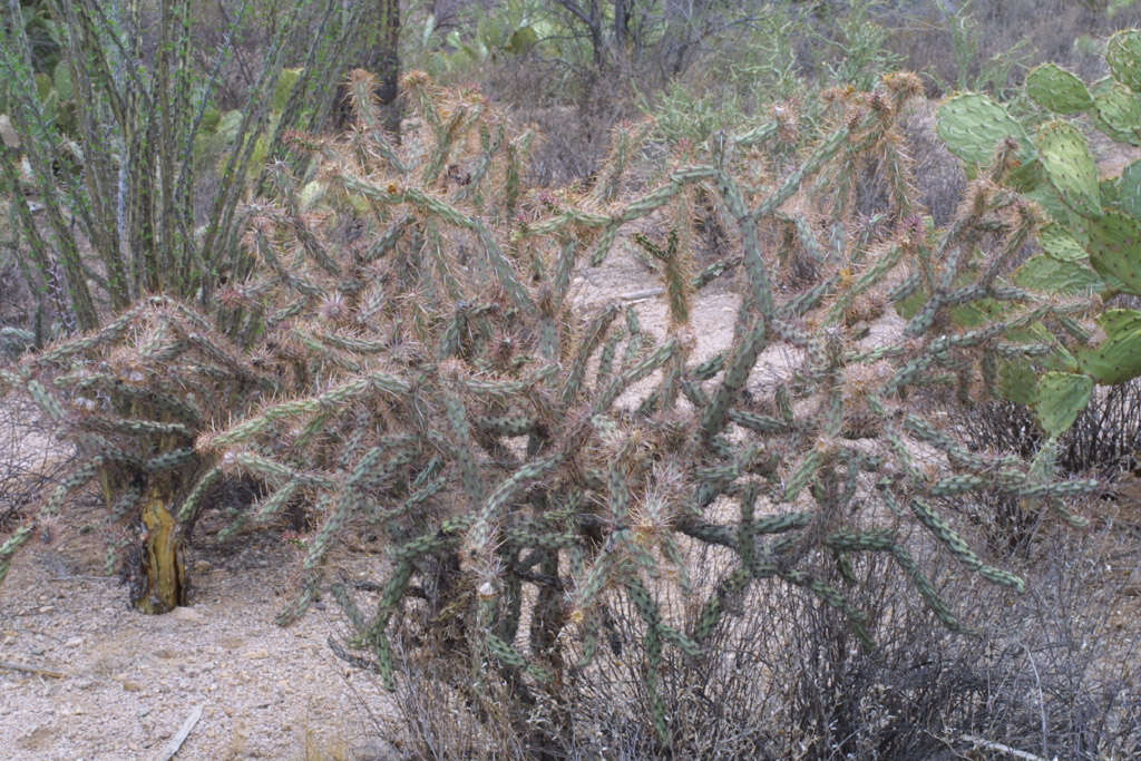 Image of Chollas